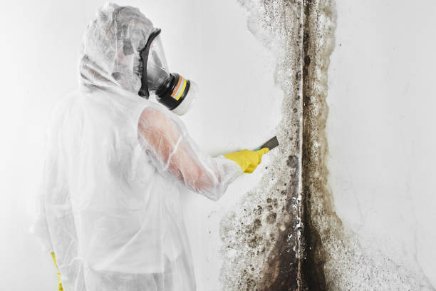 Best Mold Removal Company Near Me  in Harvey, IL