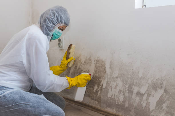 Best Certified Mold Removal  in Harvey, IL