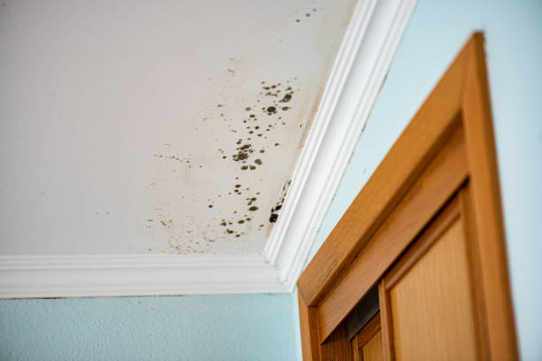 Mold Removal and Inspection in Harvey, IL