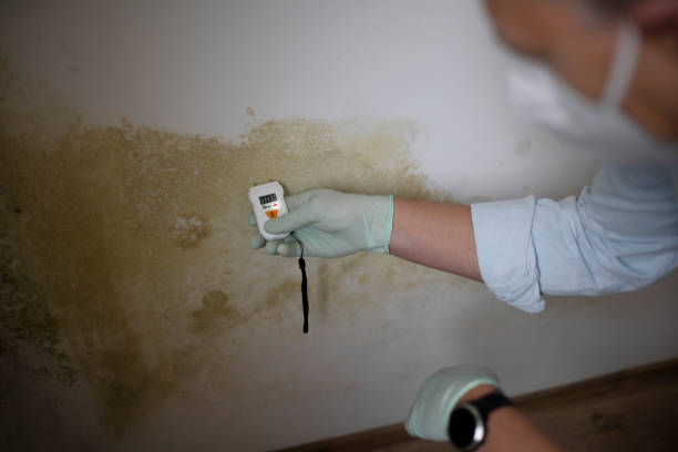 Best Mold Damage Repair  in Harvey, IL