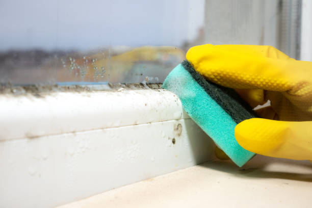 Best Professional Mold Removal  in Harvey, IL