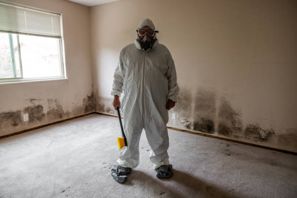 Best Certified Mold Removal  in Harvey, IL