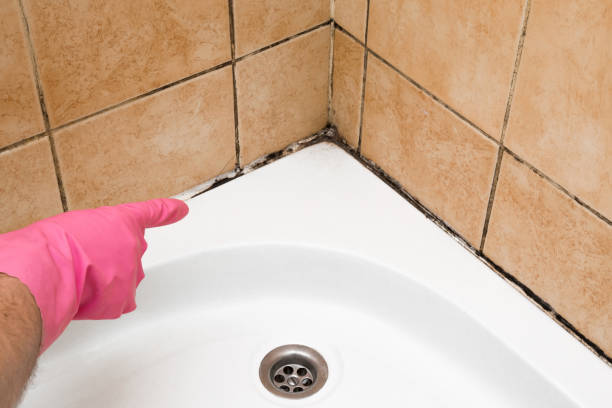 Best Mold Damage Repair  in Harvey, IL