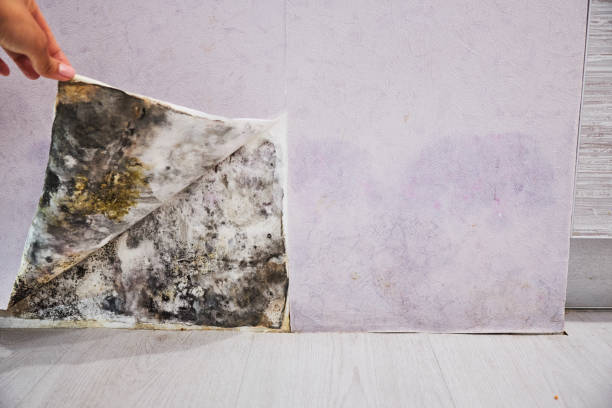 Trusted Harvey, IL Mold Removal Experts